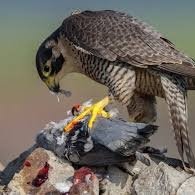 @majd_alfqy36730