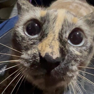 rainborger's profile picture. 