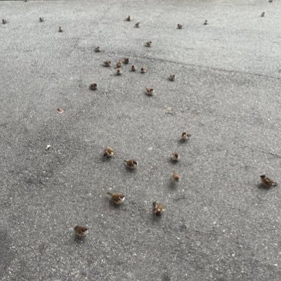 SOSdann777's profile picture. 