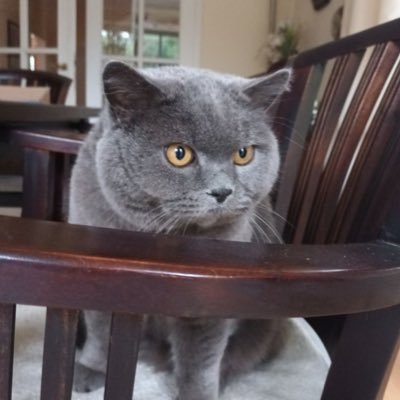 海妮Heiniさんのプロフィール画像