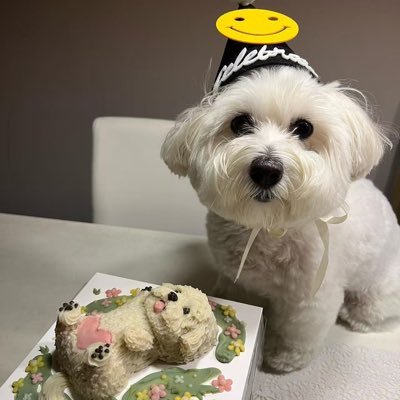 songsongcan1's profile picture. 