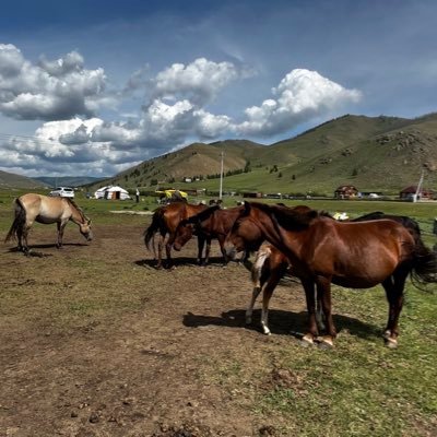 kakaka_takayana's profile picture. 羊、馬