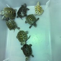 AGタートルラボ (@agturtlelab) 's Twitter Profile