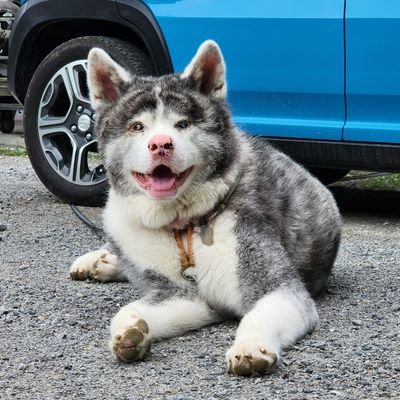 秋田犬の銀5歳♂ 現在体重52.45キロ!合計4キロくらい痩せました!
(2020年1月22日生まれ)
私と銀の誕生日が同じです♪
2歳7ヵ月でぶどう膜炎とぶどう膜皮膚症候郡(フォ-クト小柳原田病)と仮診断。もう目は見えていません… Netflixに夢中になるとお返事が疎かに... お許し下さい
