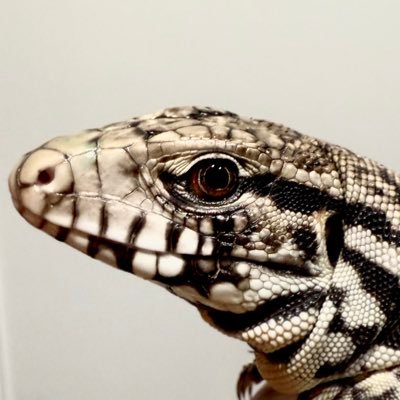 sysdgt's profile picture. Oh it's restart of My World  前のアカウント乗っ取りに合いログイン出来なくなったので ニューアカウント立ち上げ熱帯魚 テグー ボールパイソン カーペットパイソン 亀 植物 うなぎの頭 ウナギヘッド 鰻頭販売熱帯魚や大型亀、モニター、犬のオヤツに 購入希望の方はDMください 1キロ500円