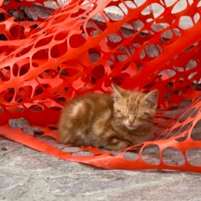 nnnnnnnnnnnico's profile picture. @drilling