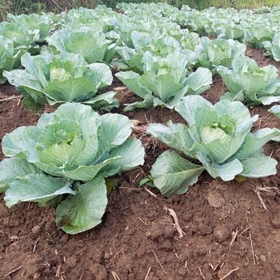 econi_tee's profile picture. Works as extension assistant