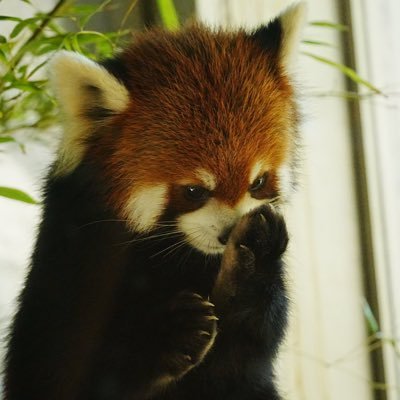 im_dodoch's profile picture. インキャです仕事なんてするわけねぇだろ 父@nekurana_okura