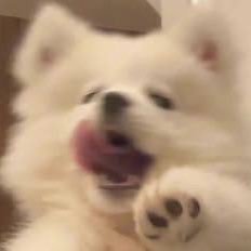 shikanomi's profile picture. 