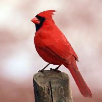 Red (@red_sparrow_art) 's Twitter Profile