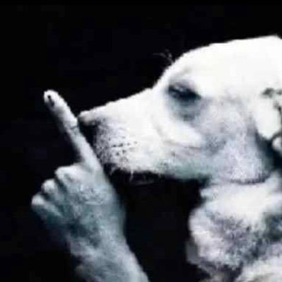 @Shh_Dog_Sol