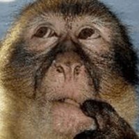 labubu SFM porn (@labubusfmporn) 's Twitter Profile