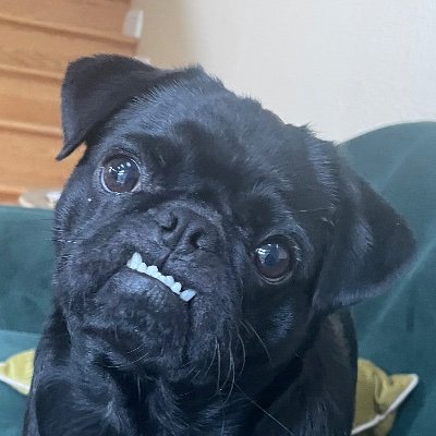 Pug_life's profile picture. 