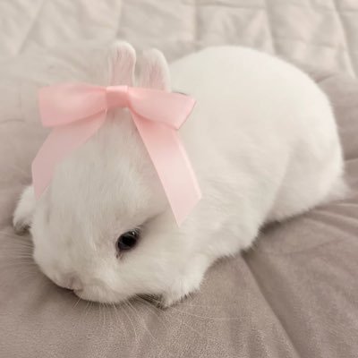 ふわふわ/ᐠ •⩊•マ♡さんのプロフィール画像
