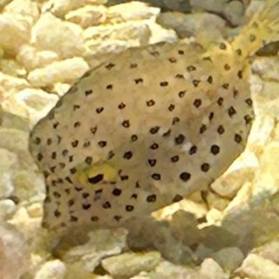 ondrya_warrior's profile picture. 好きなものがたくさんありすぎ話題がとっ散らかりがち
特に映画、ゲーム、アニメ、Vtuberが好き
俺はスパムアカウントじゃないぞ！