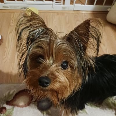 kimrutgersdnp's profile picture. 