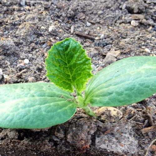 GermainIsaG's profile picture. I'm a G.