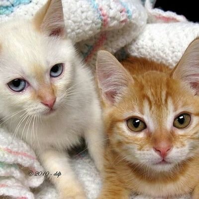 MegaSafedemo's profile picture. 