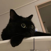 しゆ (@moyo_rul) 's Twitter Profile