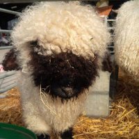 𓏲ׄ🌾 Cordeiro das vales˖ ࣪⭑ (@carneiromistico) 's Twitter Profile Photo 𓏲ׄ🌾 Cordeiro das vales˖ ࣪⭑ (@carneiromistico) 's Twitter Profile Photo