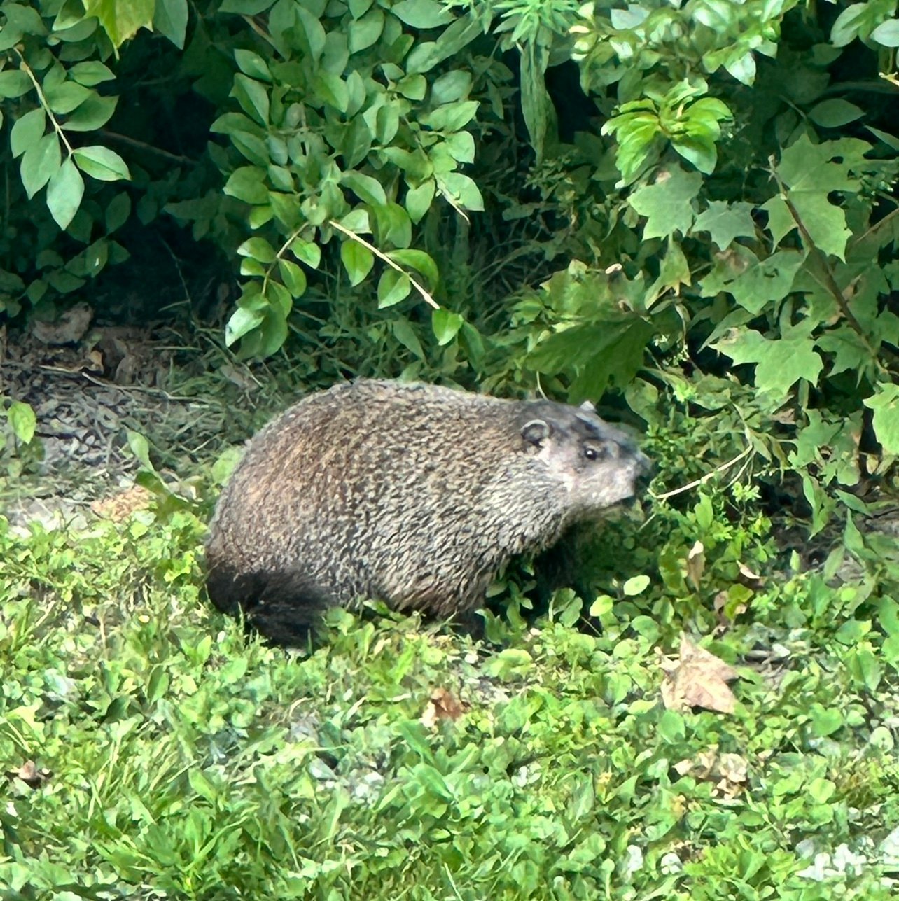 BrandonX0L's profile picture. 