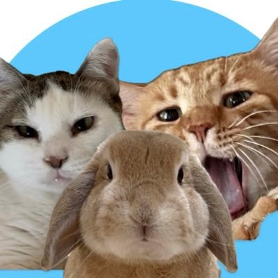 シノノメ リオン|垂れ耳うさぎミミ(9)♂ |保護猫 茶トラ竹虎(推定8)♂,キジ白寿々(推定10)♀|ヘッダーは空で暮らすみんなたち|おじいわん(ソーヤ)の本→ https://t.co/p9ytYozZ17 ご連絡✉→ 2usa2inu@gmail.com