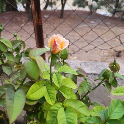 DeviousEnding's profile picture.