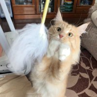 ねこの (@asadjdue) 's Twitter Profile