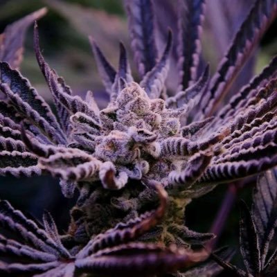 smileblackeyes's profile picture. A grower and father of 2 follow us like ,retweet &join our telegram for free weed giveaway, we ship worldwide don’t miss out on our TD reviews on telegram 👇