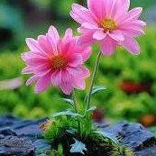 Justise731310's profile picture. 