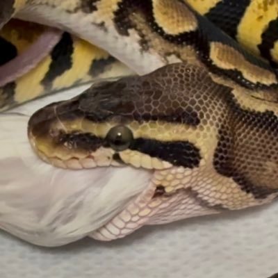 ballpython_PG's profile picture. ボールパイソン初心者🔰からブリーダーになるまで