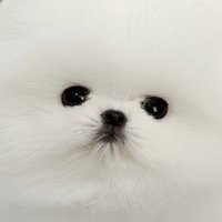 にどね (@miotesoro3030) 's Twitter Profile Photo