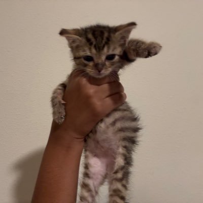 dollyyunaz's profile picture. @syvn77lore