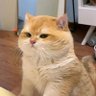 kodomo_luv's profile picture. ☯️I'm not crazy, my really is just different than yours.👾| 인스피릿💛| 《-anime-》