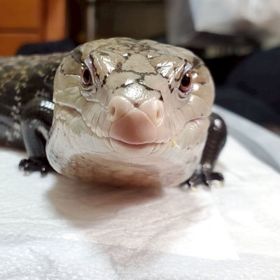 est_ney__yu's profile picture. イニエスタ坂46隊長🤡  𝓱𝓸𝓷𝓮𝔂🦎💍 @Gozimaru_05