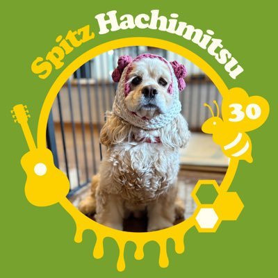 tsubaki8823's profile picture. スピッツが大好きです🥰たくさんの方とお話したいので気軽に話しかけてくださいね😊  保護犬リコシェ（アメリカンコッカースパニエル♀）のおかあちゃん