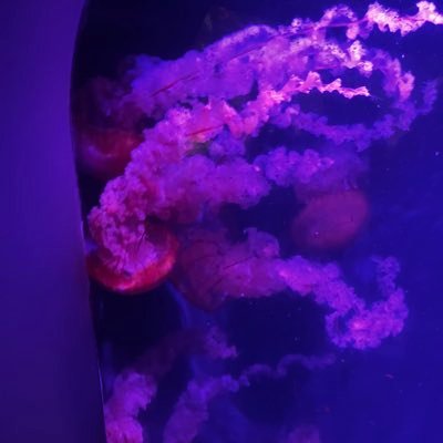 hall32480's profile picture. S