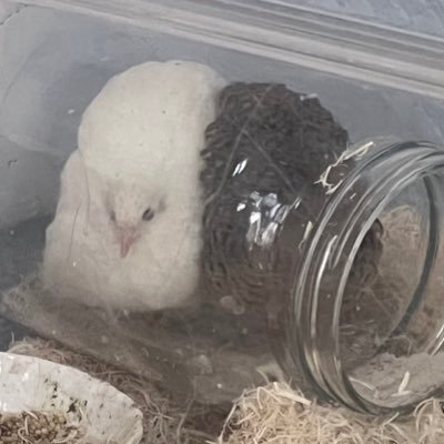 ひめうずら研究室 成鳥用配合飼料 4kg 鳥 餌 ヒメウズラ ひめうずら研究室 成鳥用配合飼料 4kg 鳥 餌 ヒメウズラ ひめ