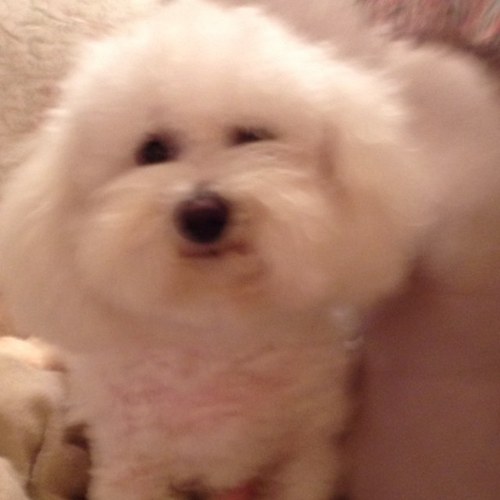 Bichon love the outdoors playing in the dirt, Dirt rules lets going hunting, moles bunnies birds anything game.