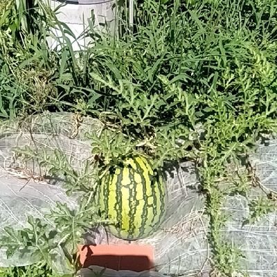 10unt000ra1's profile picture. 果物 大好き特に西瓜🍉と苺🍓
目標は「振り返ればすべて愛であった」と感謝の日々を送れるように頑張る。DMは苦手です。