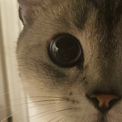 PonchikCoin's profile picture. Ponchik Coin: The Purr-fect Blend of Cuteness and Crypto Brilliance! $PURR
📈 BUY: https://t.co/3INc9BZGC0
🎮 Discord: https://t.co/RdZqeUSfFc