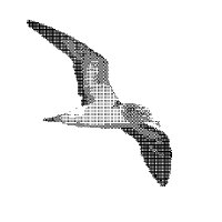 SHEARWATER (@shearwater_info) 's Twitter Profile Photo