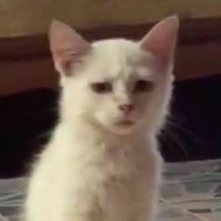 gus (@withgusss) 's Twitter Profile