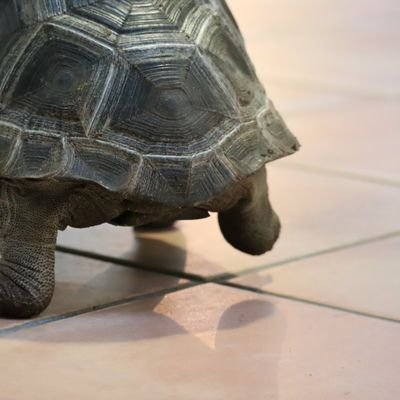 mydas_ao's profile picture. 🐢の歩みでぽつぽつと・・・