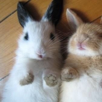 strawber______'s profile picture. waos