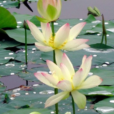 Brayavxgx's profile picture. I remained too much inside my head and ended up losing my mind.