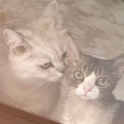 tonyliuzj's profile picture. 