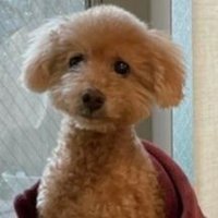 トモコ (@naotomo0817) 's Twitter Profile Photo