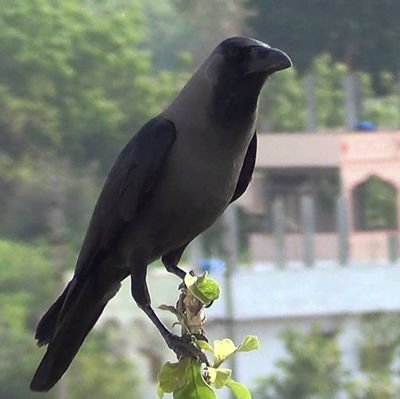 kauaaji's profile picture. 