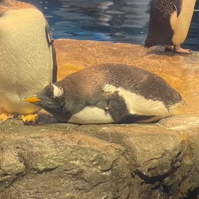 どーぐさんさんのプロフィール画像
